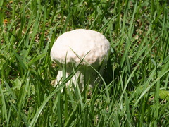 Calvatia lilacina