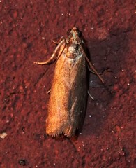 Dichomeris heriguronis