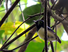 Platysteira chalybea