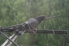 Columba livia domestica