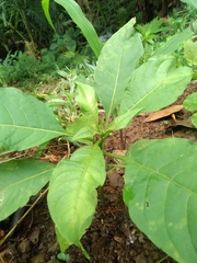 Cestrum racemosum