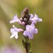 Common Vervain - Photo (c) Norbert Sauberer, some rights reserved (CC BY-NC), uploaded by Norbert Sauberer
