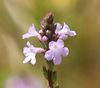 Common Vervain - Photo (c) Norbert Sauberer, some rights reserved (CC BY-NC), uploaded by Norbert Sauberer