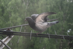 Columba livia domestica