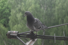 Columba livia domestica
