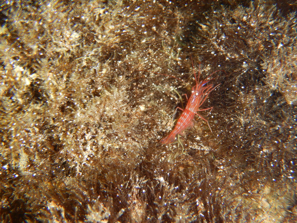 Monaco shrimp