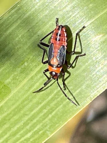 photo of Large Milkweed Bug (Oncopeltus fasciatus)