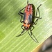 photo of Large Milkweed Bug (Oncopeltus fasciatus)