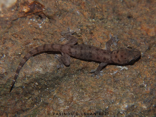Common Four-clawed Gecko