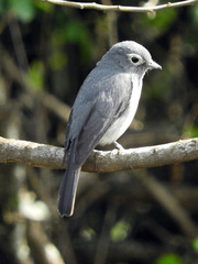 Melaenornis fischeri