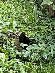 Turdus merula