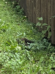 Turdus merula