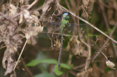 Coryphaeschna adnexa