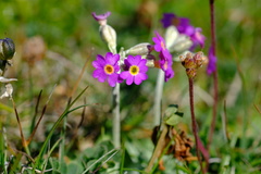 Primula scotica