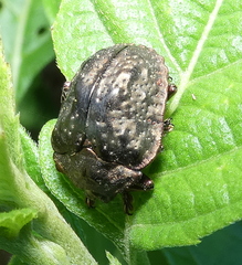 Polychalca aerea
