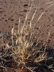 Schmidtia pappophoroides