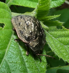 Polychalca aerea
