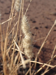 Schmidtia pappophoroides
