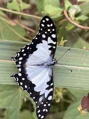 Graphium angolanus