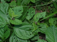 Polychalca aerea
