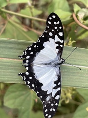 Graphium angolanus