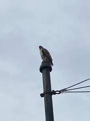 Buteo jamaicensis