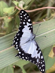 Graphium angolanus