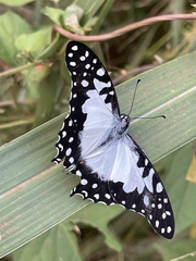 Graphium angolanus