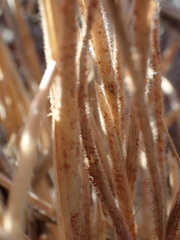 Schmidtia pappophoroides