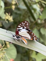 Graphium angolanus