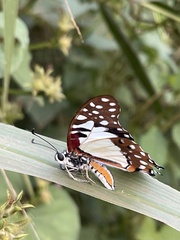Graphium angolanus