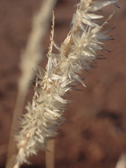 Schmidtia pappophoroides