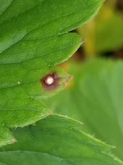 Acericecis ocellaris