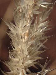 Schmidtia pappophoroides