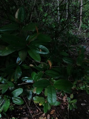 Chrysophyllum oliviforme