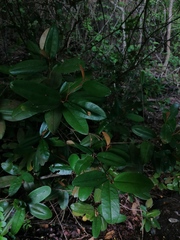 Chrysophyllum oliviforme