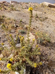 Scolymus hispanicus image