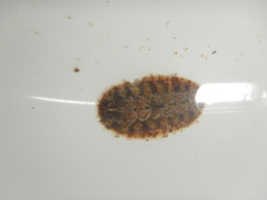 Acanthochitona