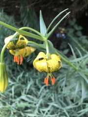 Lilium pyrenaicum
