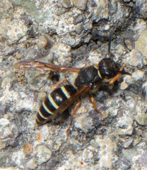 Ancistrocerus oviventris