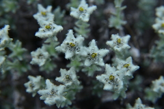 Leontopodium microphyllum