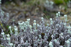 Leontopodium microphyllum