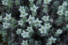 Leontopodium microphyllum