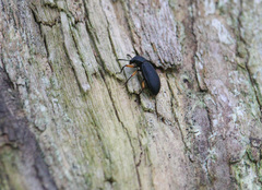 Haplandrus fulvipes