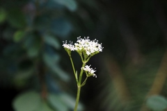Valeriana californica