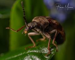 Araeopidius monachus