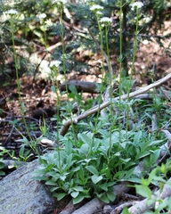 Valeriana californica