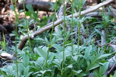 Valeriana californica