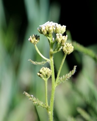 Valeriana californica