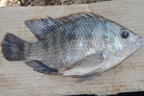 Oreochromis upembae
